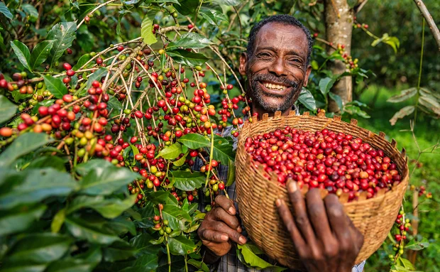 Sidama Coffee