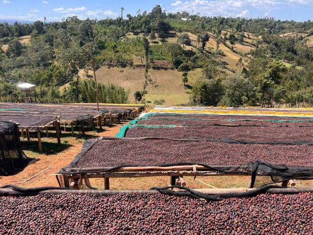 Limu Coffee